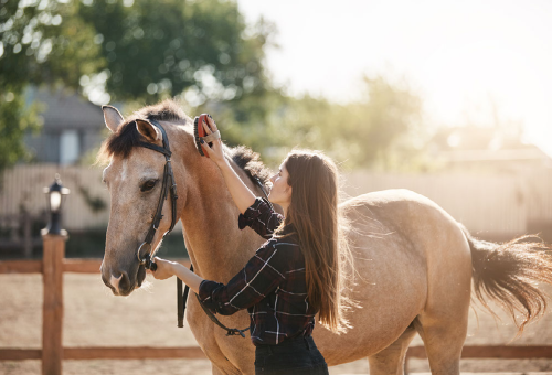 Soigner un cheval Soigner un cheval