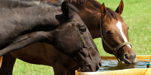 Omheining voor paarden Afrastering paardenweide