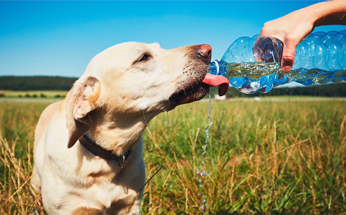Hond drinkwater