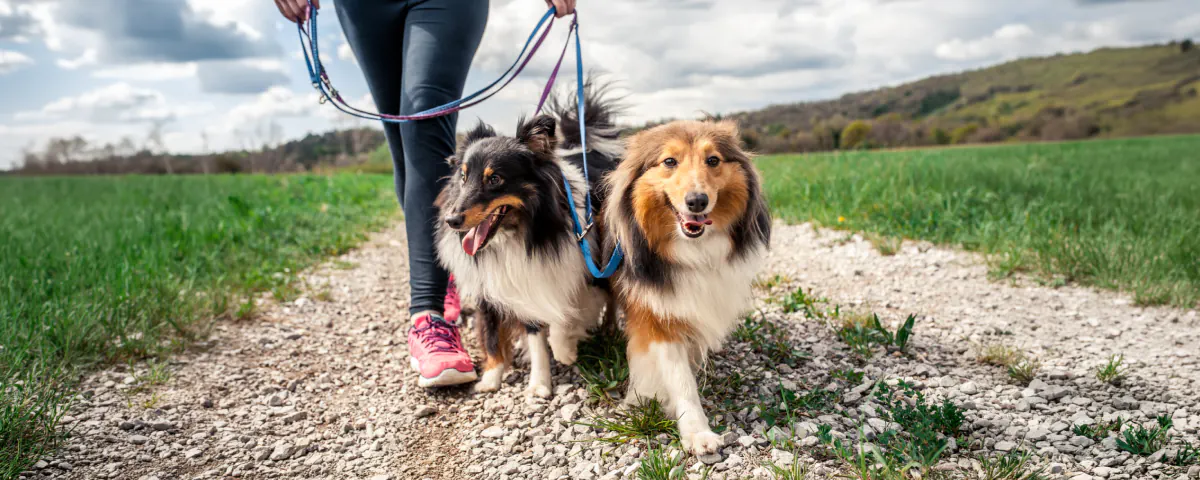 Balade Canine avec jeu de piste Horta