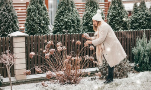 Tuin per maand - januari - siertuin Tuin per maand - januari - siertuin