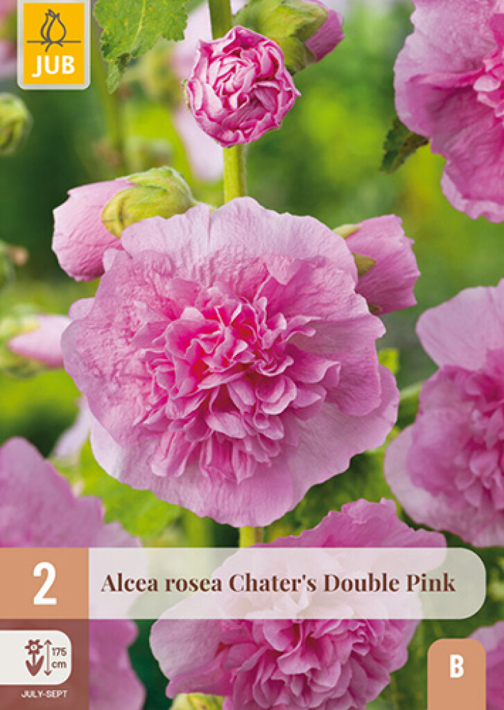 X2 Alcea Rosea Chater's Double Pink