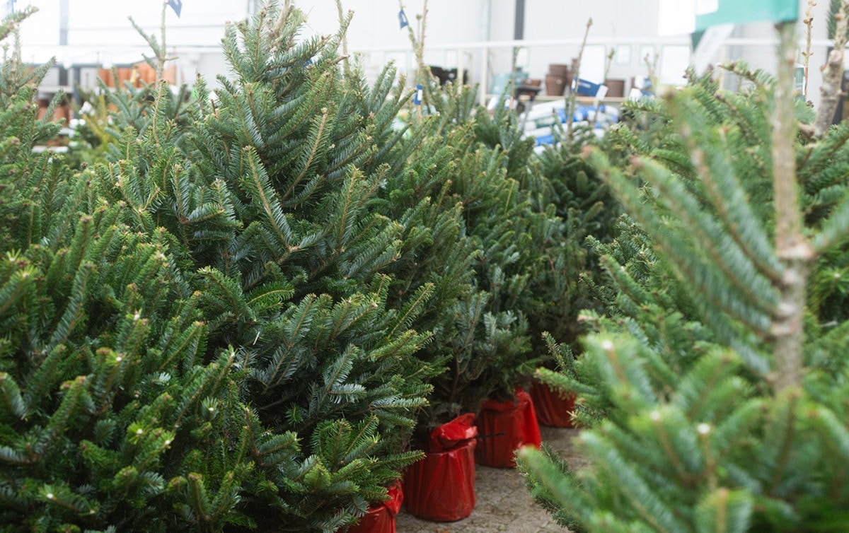 Belgische kerstbomen