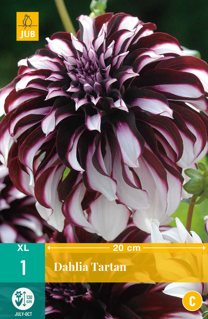 X1 Dahlia Tartan
