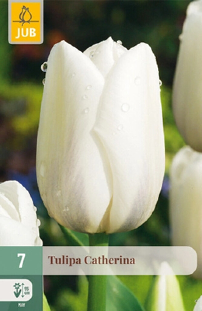 X7 Tulipa Catherina