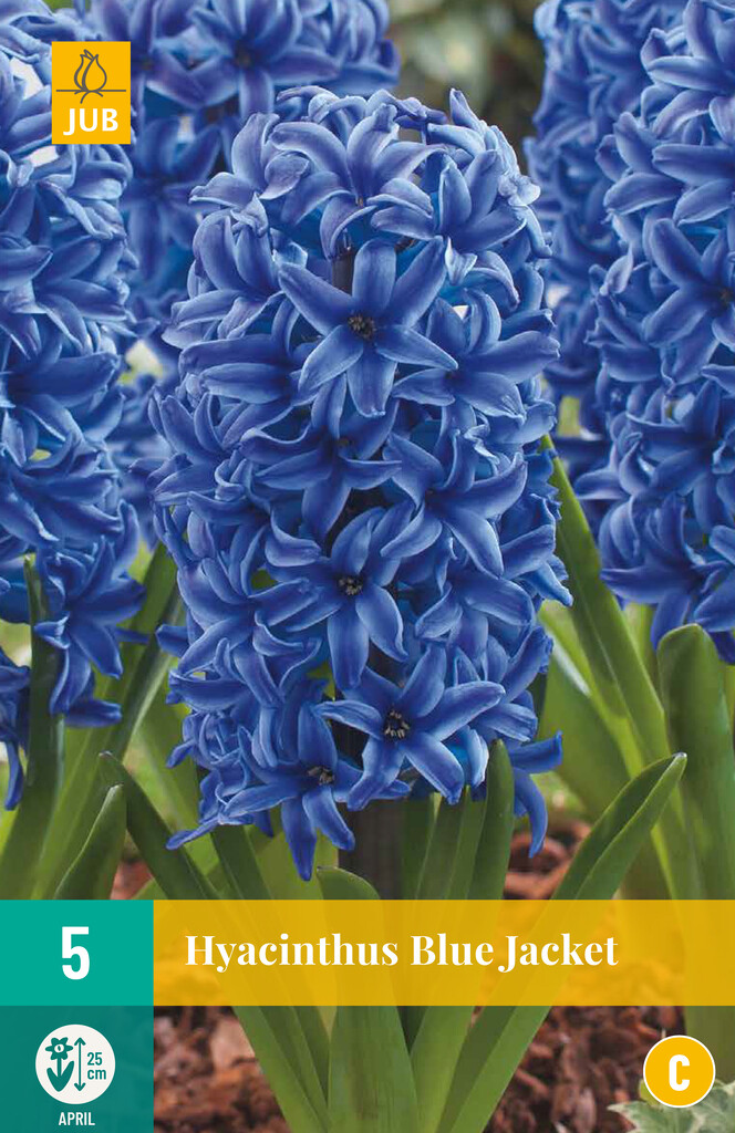 X 5 Hyacinthus Blue Jacket