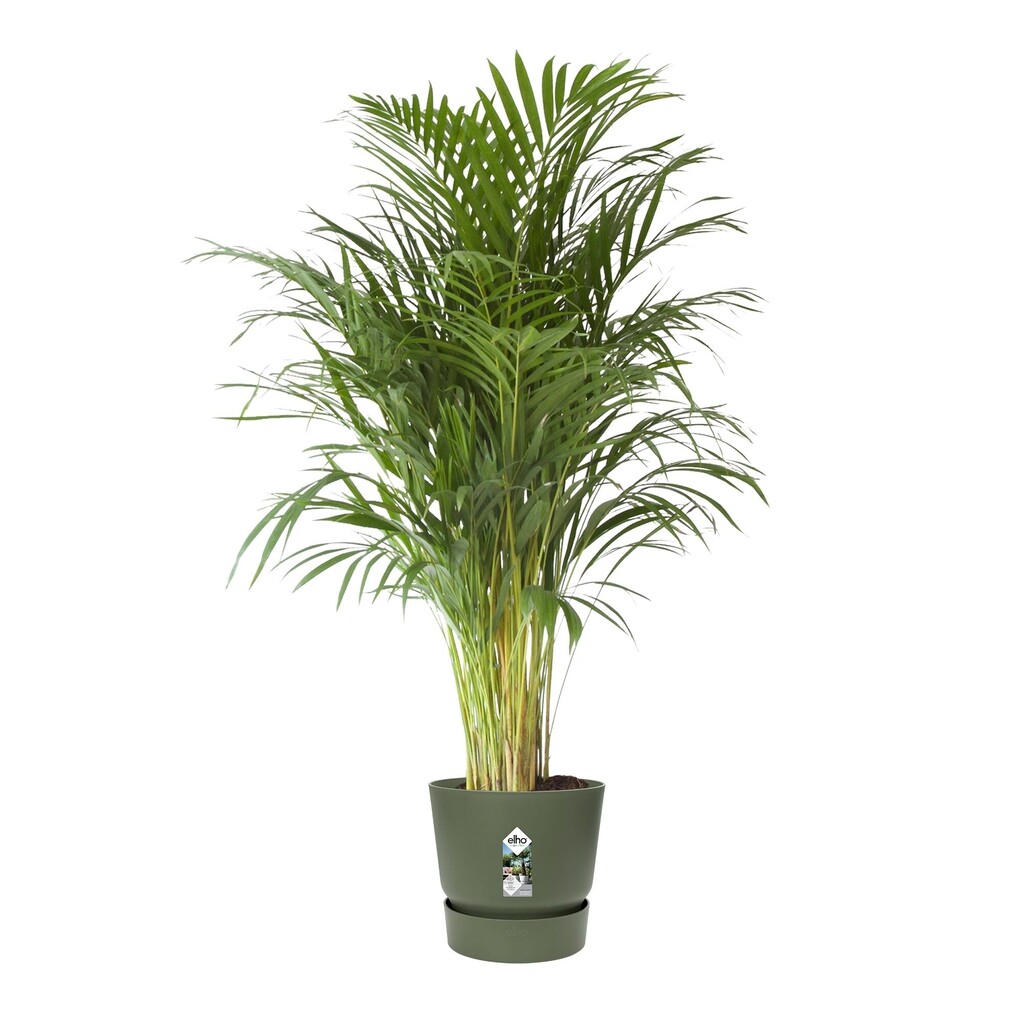 Greenville Rond 47cm blad groen Greenville Rond 47cm blad groen