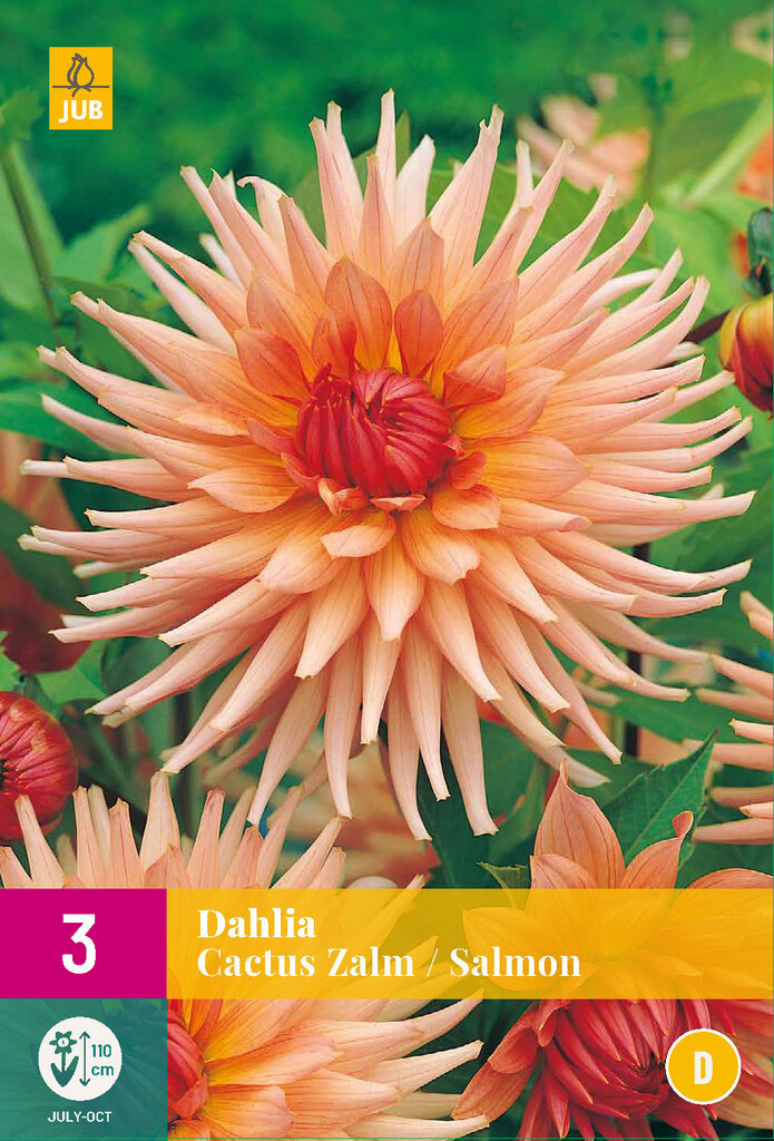 X3 Dahlia Cactus Zalm