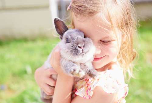Le lapin : Hygiène et soins Le lapin : Hygiène et soins