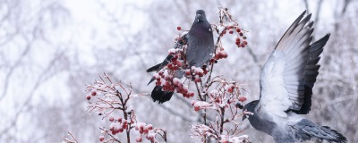 Winterjongen kweken Winterjongen kweken