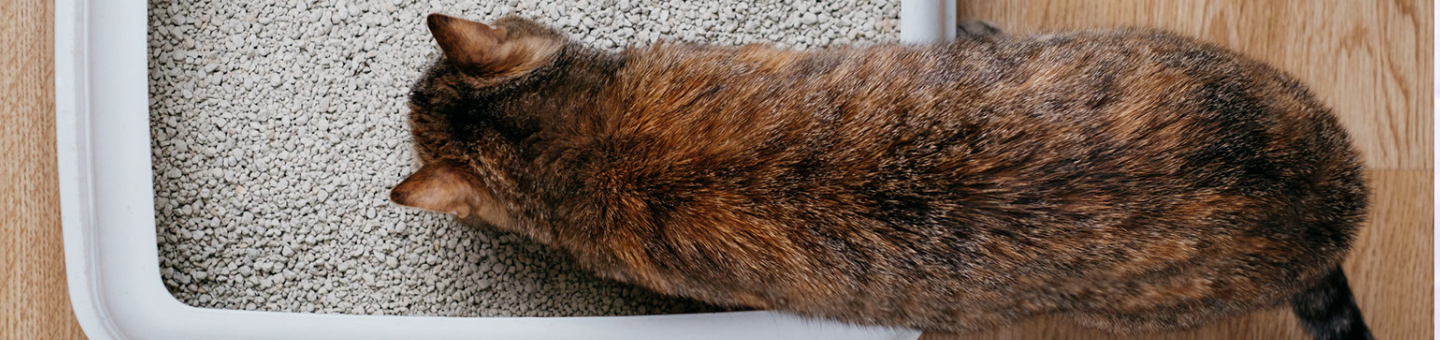 welke kattenbak welke kattenbak