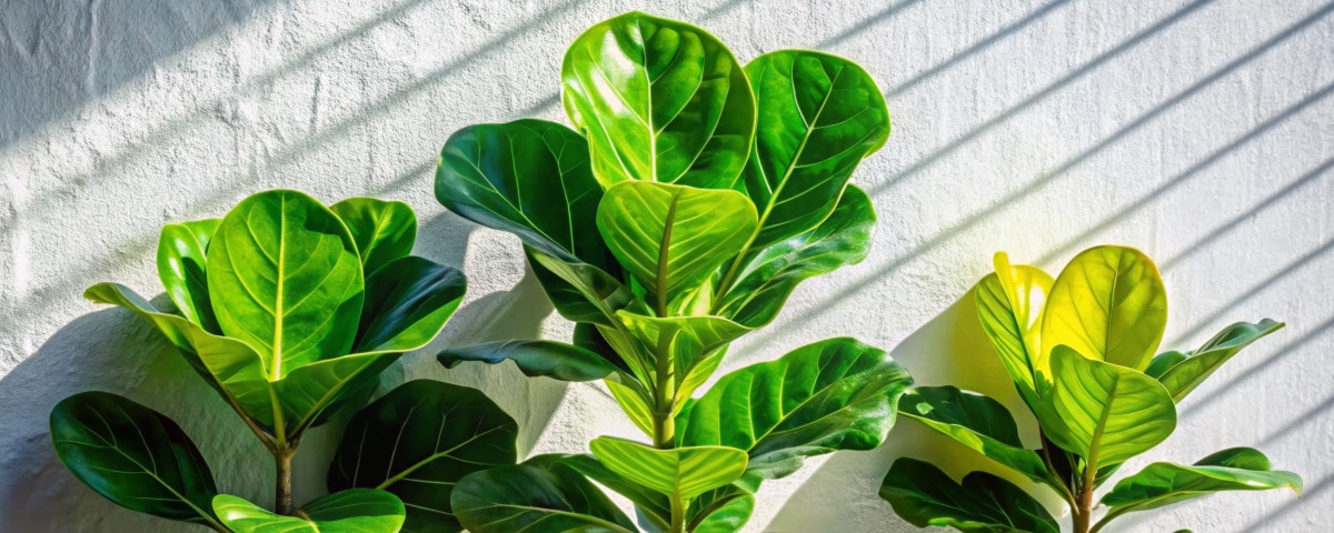 Passeport des plantes:  Ficus lyrata