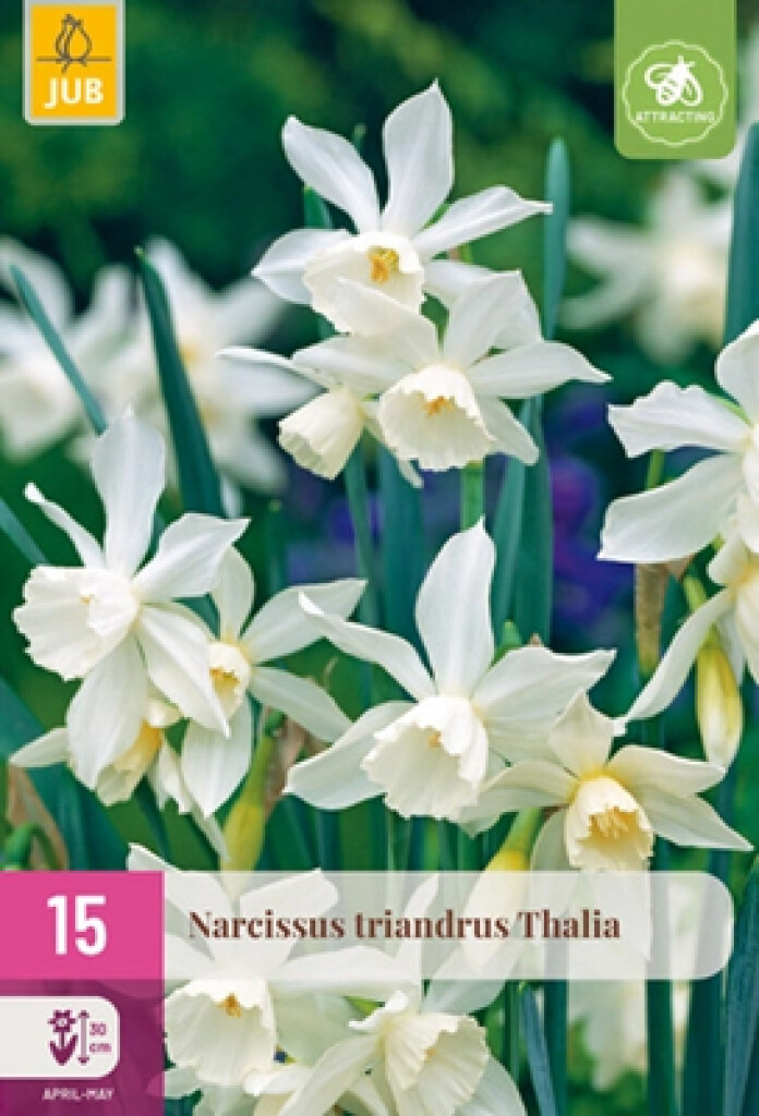 X15 Narcissus Triandrus Thalia