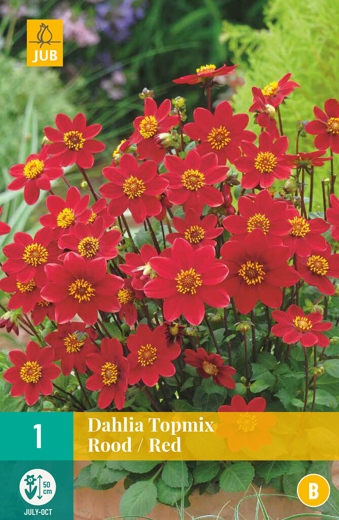 X1 Dahlia Topmix rood