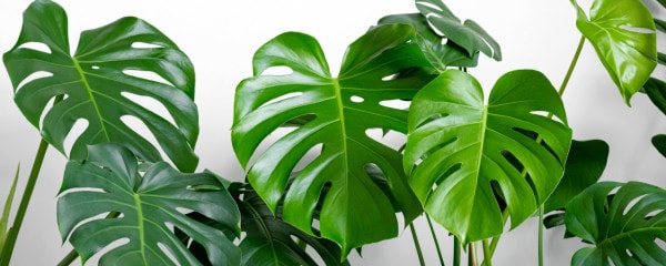 Passeport des plantes : les monstera 