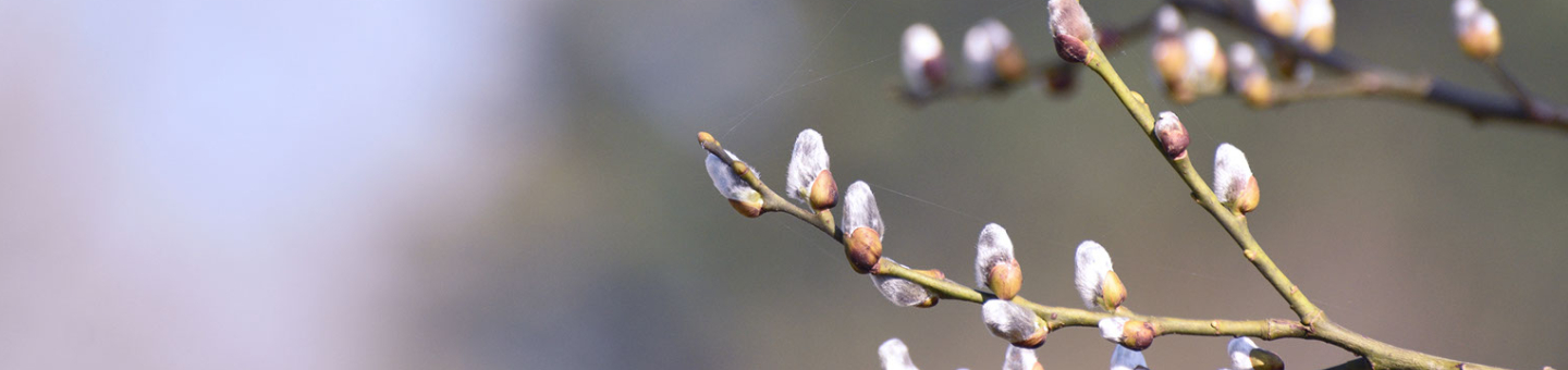 Tuin per maand - februari Tuin per maand - februari