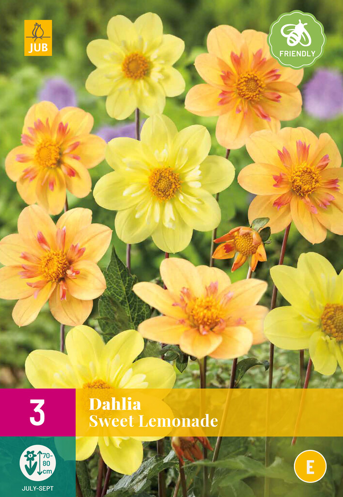 X3 Dahlia Sweet Lemonade