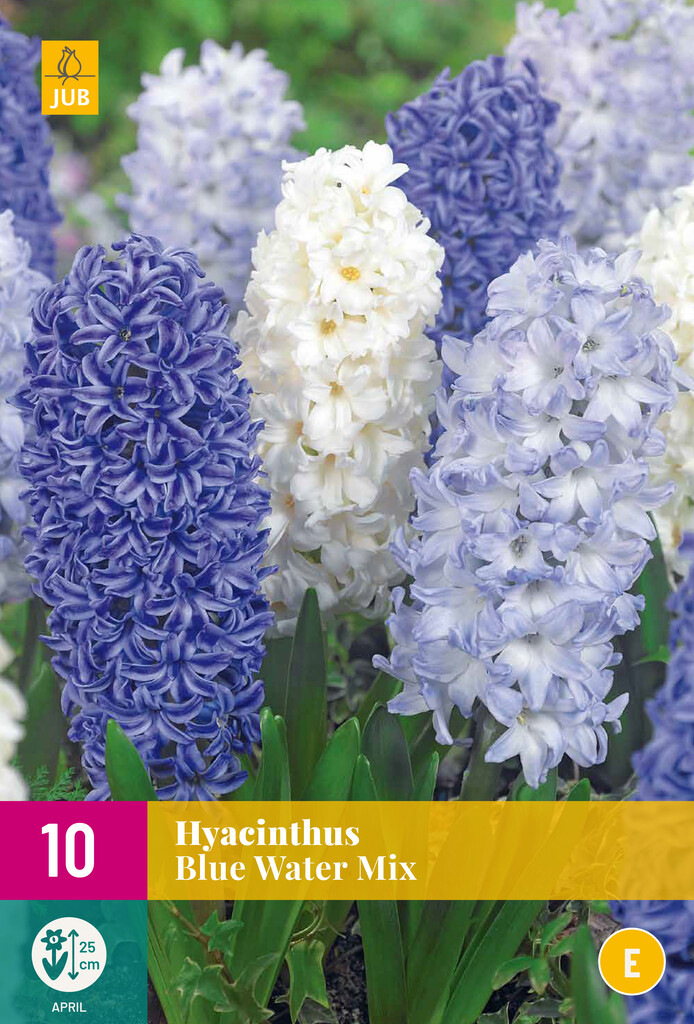 X 10 Hyacinthus Blue Water Mix