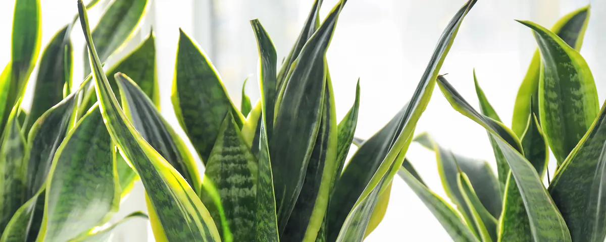 Passeport des plantes : les Sansevieria laurentii