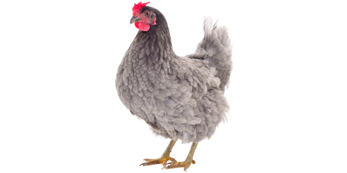Poule grise Poule grise