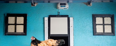 Chickenguard pour poules