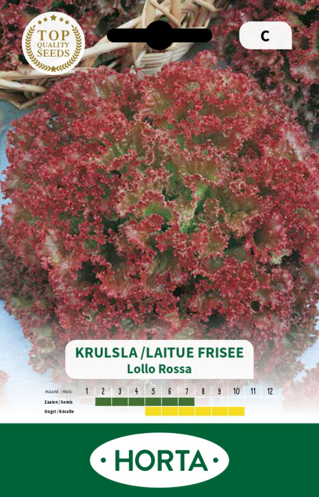 Laitue frisée Lollo Rossa Laitue frisée Lollo Rossa