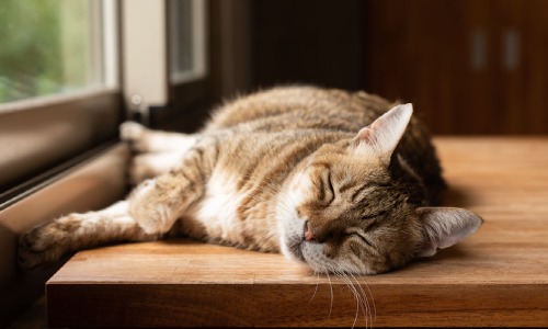 Surpoids chez le chat Surpoids chez le chat