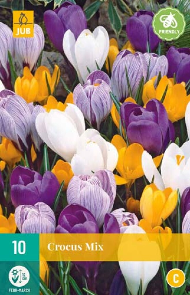 Crocus Grootbloemig Mix