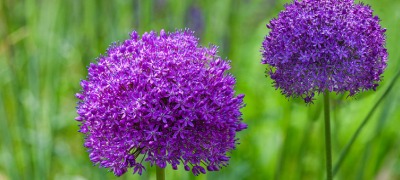 Conserver des bulbes de fleurs Conserver des bulbes de fleurs