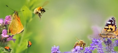 Stimuleer de biodiversiteit in je tuin Stimuleer de biodiversiteit in je tuin
