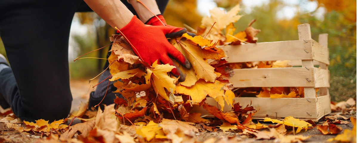 Wat te doen in de tuin: oktober