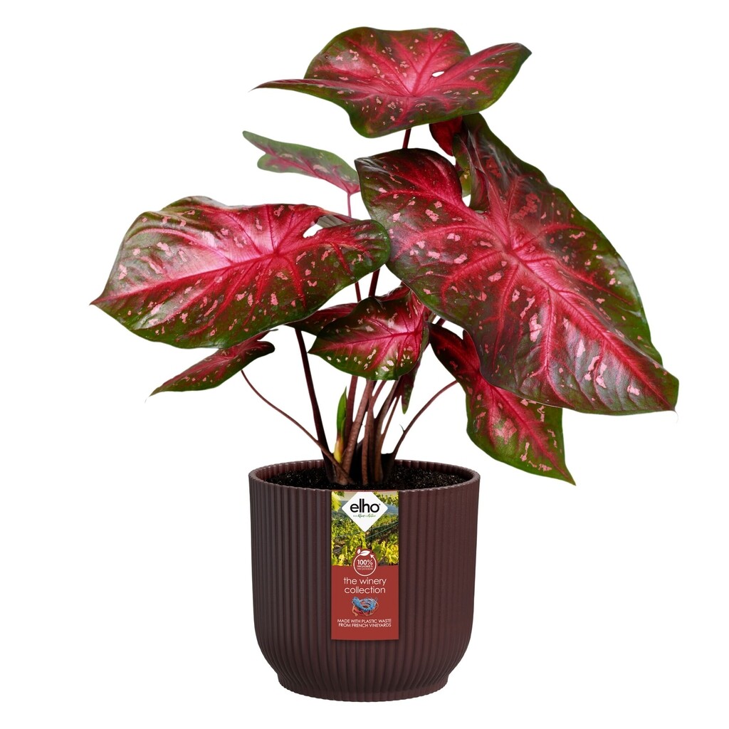 The Winery Collection Rond 18cm rouge bordeaux The Winery Collection Rond 18cm rouge bordeaux