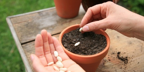 Moestuin Moestuin