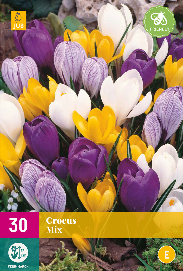 X 30 Crocus Grootbloemig Mix
