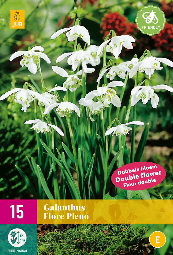 X 15 Galanthus Flore Pleno