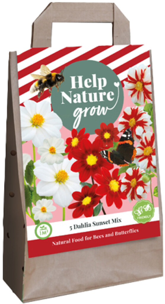 X1 Tas 5 Dahlias Sunset Mix