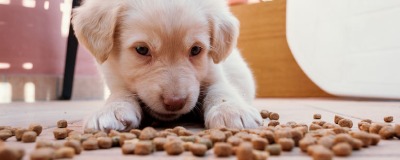 Schrokgedrag hond