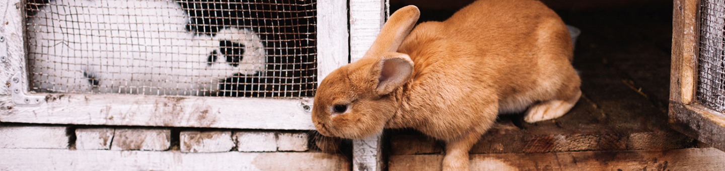 Cage pour lapins