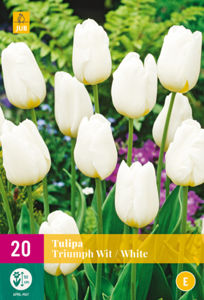 X 20 Tulipa Triumph Wit 11/12