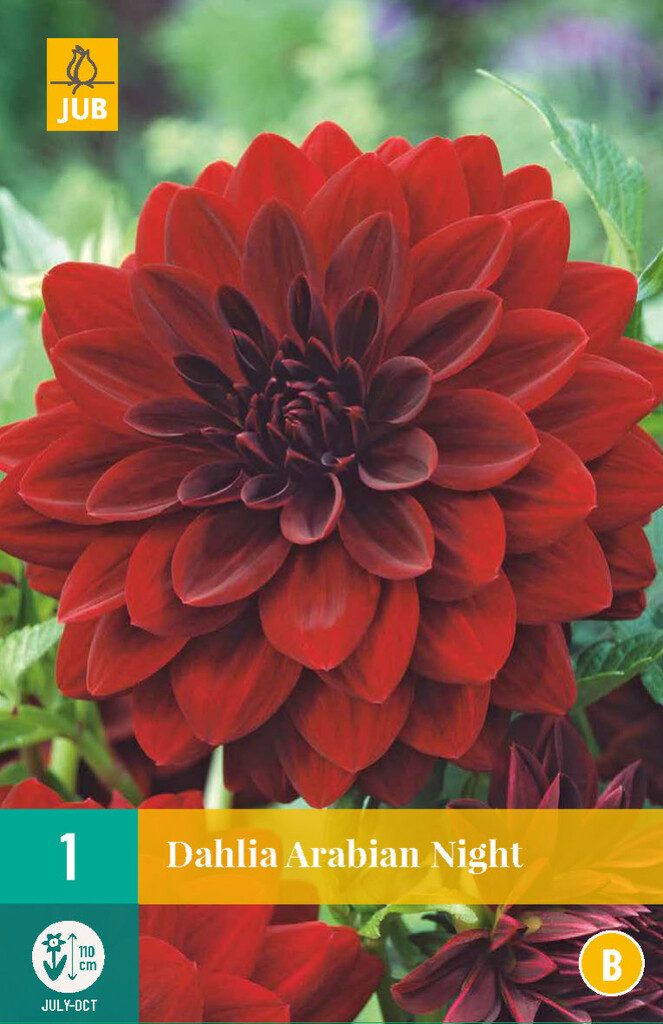 1X Dahlia Arabian Night