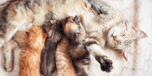 Voer voor katten Greenheart Voer voor katten Greenheart