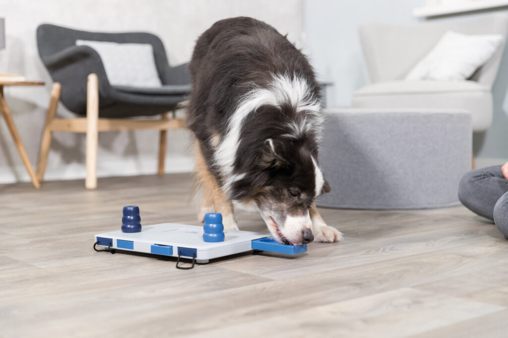 Dog Activity Strategiespel Move2Win