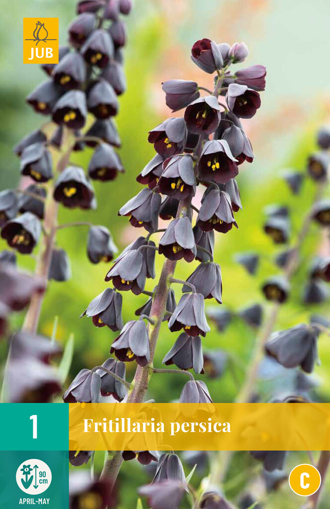 X 1 Fritillaria persica
