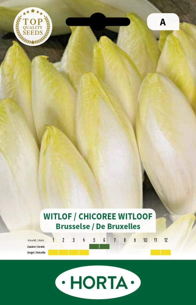 Chicorée Witloof de Bruxelles