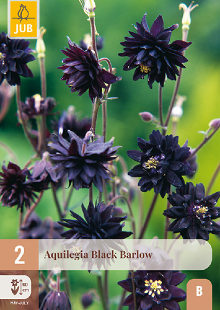 X2 Aquilegia Black Barlow