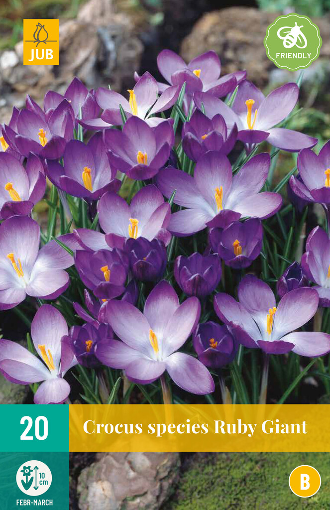 X 20 Crocus Ruby Giant