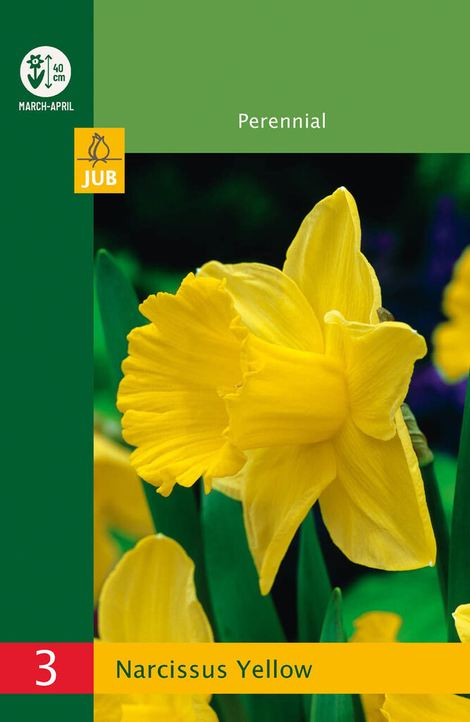 X3 Narcissus Trumpet Yellow 10/12