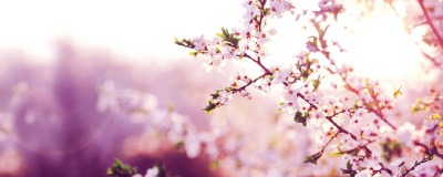 Wat te doen in de tuin: april Wat te doen in de tuin: april
