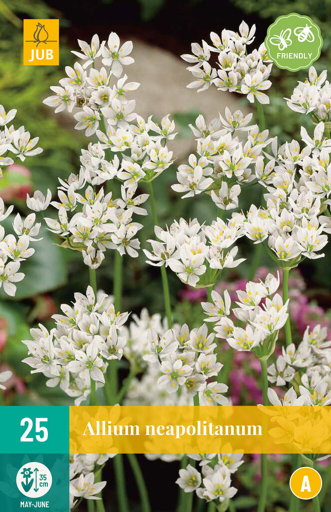 X25 Allium neapolitanum X25 Allium neapolitanum