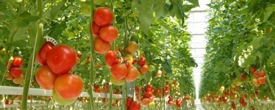 samen Brig Aan het leren Tomatenplanten kopen | Horta Tuin & Dier